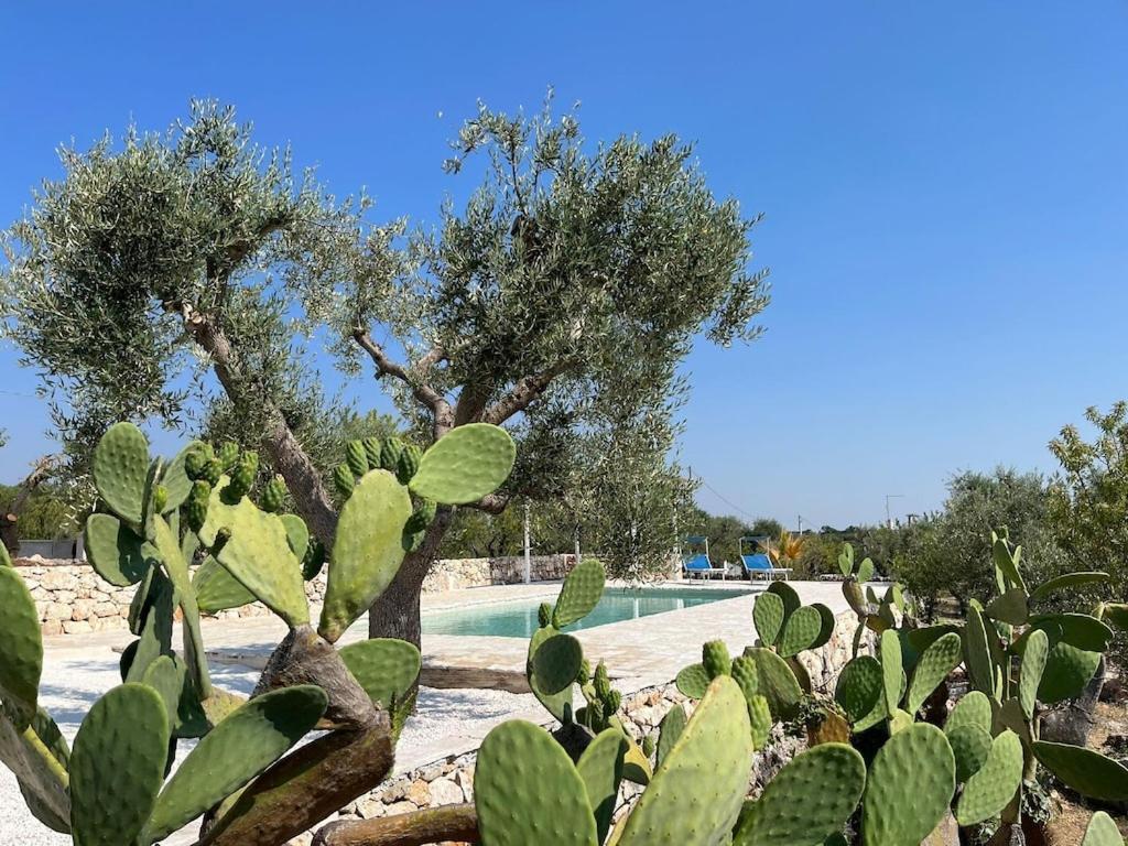 Casa Giuliveto - Charmantes Ferienhaus Mit Privatpool In Olivenhain Остуни Экстерьер фото